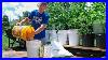 How_To_Grow_A_Container_Garden_Cheap_And_Easy_Patio_Gardening_01_paj