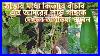 Shokher_Bagan_Uk_Bottle_Gourd_Lau_Plant_Indoor_To_Outdoor_Garden_Update_Making_A_Shelter_With_Tips_01_cw