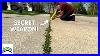 Weed_Free_Driveways_And_Sidewalks_The_Ultimate_Solution_01_my